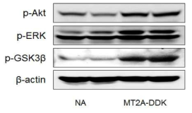 Phosophorylation of Akt, ERK and GSK3β in MCF-7 transfected with MT2A-DDK. The cells were lysed and the total protein was assessed by western blot. The western blot analyses were performed for each sample using antibodies specific for human p-Akt, p-ERK, p-GSK3β and β-actin