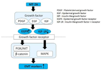 Growth factor mediated pathway