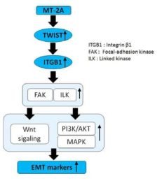 Twist-ITGB1-FAK/ILK mediated pathway
