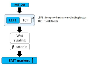 LEF1/TCF mediated pathway