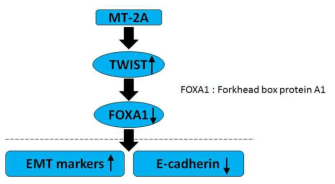 Twist-FOXA1 mediated pathway