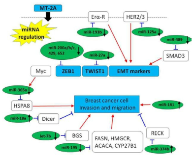MT-2A regulated miRNA network of EMT