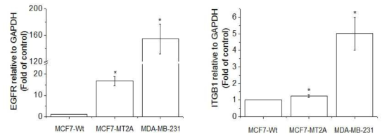Expression of EGFR and ITGB1 in MCF-7-wt, MT-2A overexpressing MCF-7, and MDA-MB-231. The cells were lysed and the total mRNA was analyzed by real time-PCR. PCR amplification was performed for each sample using primers specific for human EGFR and ITGB1. *p < 0.05 compared with MCF-7-wt