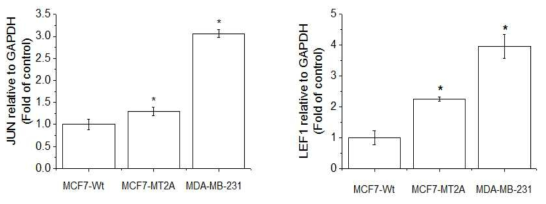 Expression of JUN and LEF1 in MCF-7-wt, MT-2A overexpressing MCF-7, and MDA-MB-231. The cells were lysed and the total mRNA was analyzed by real time-PCR. PCR amplification was performed for each sample using primers specific for human JUN and LEF1. *p < 0.05 compared with MCF-7-w