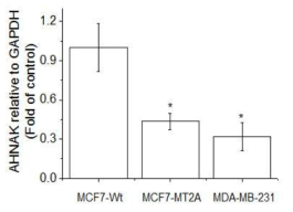 Expression of AHNAK in MCF-7-wt, MT-2A overexpressing MCF-7, and MDA-MB-231. The cells were lysed and the total mRNA was analyzed by real time-PCR. PCR amplification was performed for each sample using primers specific for human AHNAK. *p < 0.05 compared with MCF-7-wt