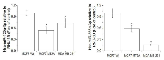 Expression of miR-125a and 365a in MCF-7-wt, MT-2A overexpressing MCF-7, and MDA-MB-231. The cells were lysed and the total miRNA was analyzed by real time-PCR. PCR amplification was performed for each sample using primers specific for human miR-125a and 365a. *p < 0.05 compared with MCF-7-wt