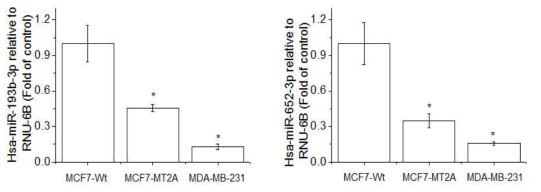 Expression of miR-193b and 652 in MCF-7-wt, MT-2A overexpressing MCF-7, and MDA-MB-231. The cells were lysed and the total miRNA was analyzed by real time-PCR. PCR amplification was performed for each sample using primers specific for human miR-193b and 652. *p < 0.05 compared with MCF-7-wt