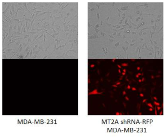 Development of MDA-MB-231(MT-2A KD). Cells were infected with MT-2A shRNA-RFP expressing lentiviral particles and, then Fluorescent microscopy analysis of RFP protein. *p < 0.05 compared with NA