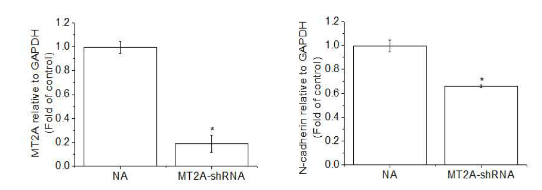 Expression of MT-2A and N-cadherin in MDA-MB-231-wt and MDA-MB-231(MT-2A KD). The cells were lysed and the total mRNA was analyzed by real time-PCR. PCR amplification was performed for each sample using primers specific for human MT-2A and N-cadherin. *p < 0.05 compared with MDA-MB-231-wt
