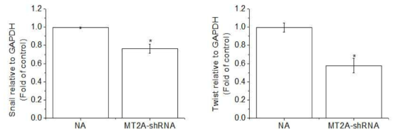 Expression of Snail and Twist in MDA-MB-231-wt and MDA-MB-231(MT-2A KD). The cells were lysed and the total mRNA was analyzed by real time-PCR. PCR amplification was performed for each sample using primers specific for human Snail and Twist. *p < 0.05 compared with MDA-MB-231-wt