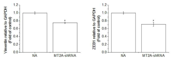 Expression of Vimentin and ZEB1 in MDA-MB-231-wt and MDA-MB-231(MT-2A KD). The cells were lysed and the total mRNA was analyzed by real time-PCR. PCR amplification was performed for each sample using primers specific for human Vimentin and ZEB1 . *p < 0.05 compared with MDA-MB-231-wt