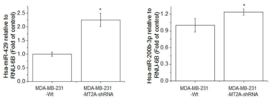 Expression of miR-429 and 200b in MDA-MB-231-wt and MDA-MB-231(MT-2A KD). The cells were lysed and the total miR was analyzed by real time-PCR. PCR amplification was performed for each sample using primers specific for human miR-429 and 200b. *p < 0.05 compared with MDA-MB-231-wt
