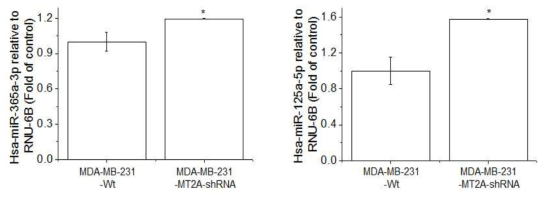 Expression of miR-365a and 125a in MDA-MB-231-wt and MDA-MB-231(MT-2A KD). The cells were lysed and the total miR was analyzed by real time-PCR. PCR amplification was performed for each sample using primers specific for human miR-365a and 125a. *p < 0.05 compared with MDA-MB-231-wt