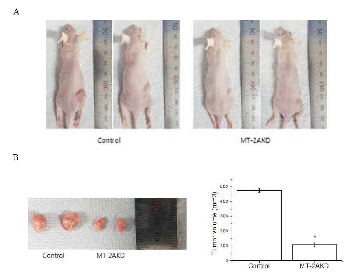 Effect of MT-2A on the growth of transplantable tumors. A: Photograph showing representative mice bearing MDA-MB-231 xenografts 8 weeks after subcutaneous injection. B: Tumor volume of control and MT-2A KD groups. After nude mice were injected for 8 weeks, tumors were isolated and measured. *P< 0.05 as compared to control