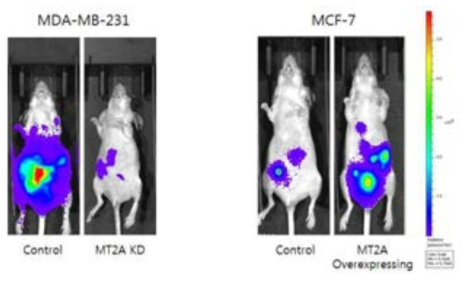 Effect of MT-2A on the metastasis in vivo. After nude mice were injected for 8 weeks, tumors were isolated and measured. *P< 0.05 as compared to control