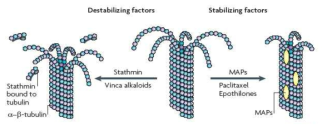 Factors affecting the stability of microtubule (Kavallaris, 2010)