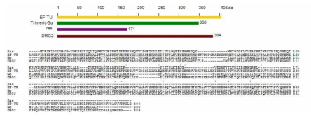 DRG2와 다른 GTP-binding protein 들과의 homology 분석