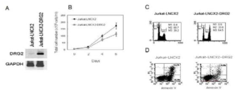 A. Jurkat-LNCX2과 Jurkat-LNCX2-DRG2 세포에서 DRG2의 발현. B, Jurkat-LNCX2와 Jurkat-LNCX2-DRG2 세포의 성장. C, DRG2 overexpression이 Jurkat cells의 cell cycle에 미치는 영향. D, DRG2 overexpression이 Jurkat cells의 apoptosis에 미치는 영향