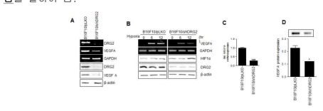 DRG2 발현 억제가 VEGF 및 HIF-1α 발현에 미치는 영향. A, B16F10에 DRG2에 대한 shRNA를 사용하여 DRG2 발현 억제. B, DRG2 발현 억제된 세포를 hypoxia 상태에서 배양 후 VEGF, HIF-1α 발현 분석. C and D, DRG2 발현 억제된 세포를 hypoxia 상태에서 배양 후 (C) Real-time PCR을 사용한 VEGF 발현 변화 분석, (D) Western blot 및 ELISA를 사용하여 배양액에 존재하는 VEGF 양 분석