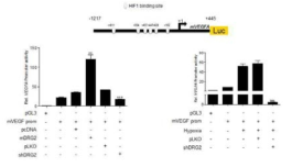 B16F10 세포에서 DRG2가 VEGF promoter activity에 미치는 영향