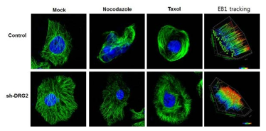 DRG2 발현이 억제된 MCF7 cell의 microtubule 구조. 정상세포 혹은 DRG2 발현이 억제된 세포에 α-tubulin과 EB1을 transfection 시킨후 nocodazole 혹은 taxol 처리 후 confocal microscope를 사용하여 관찰