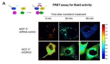 DRG2 depletion된 세포에서 Rab5 활성이 감소하지 않음. A, 활성화된 Rab5를 detection 하기 위한 FRET assay. FRET activity가 높을수록 붉은색으로 표시하였고, 낮은 것은 푸른 색으로 표시하였다. B, 항상 활성화된 Rab5 mutant, Rab5(Q79L)을 transfection 시킨 결과 transferrin의 recycling이 억제되었다