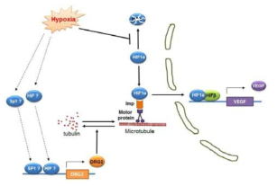 Hypoxia에 의한 DRG2 발현 유도 및 DRG2에 의한 암세포 전이 조절 기작을 설명하는 model