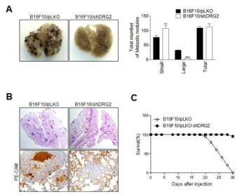 DRG2 depletion does not affect the formation of lung metastases but inhibits the growth of the lung metastases. (A) Lung metastasis, (B) histological examination of lungs, and (C) suvival from C57BL6 mice i.v. injected with B16F10/pLKO and B16F10/shDRG2. n = 10 for each group