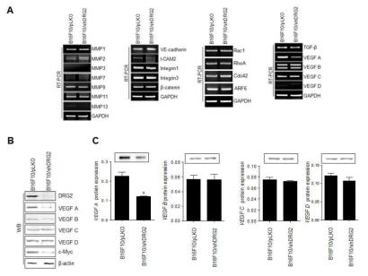 DRG2 deplation decrease the expression of VEGF A in melamona cells. Expression of a selected subset of genes in B16F10/pLKO and B16F10/shDRG2 were analyzed by (A) RT-PCR, (B) Western blot, and (C) ELISA. Results are representative of three independent experiments