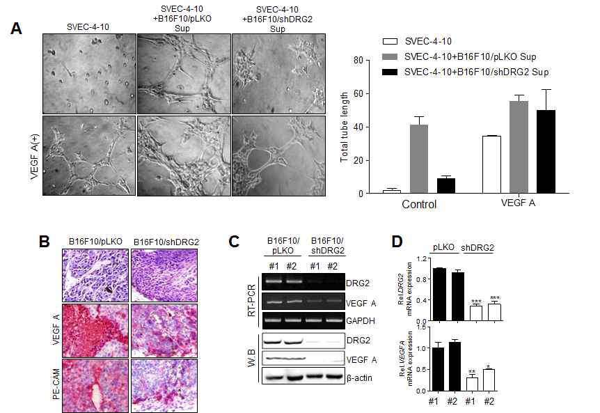 DRG2 depletion inhibits tubule formation in in vitro system and angiogenesis in in vivo system. (A) Culture supernatants from B16F10/pLKO and B16F10/shDRG2 were added to SVEC-4-10 mouse endothelial cells. (B-D) B16F10/pLKO and B16F10/shDRG2 were s.c. injected into C57BL mice. Tumor were (B) stained with anti-VEGF A, and anti-PE-CAM antibodies, (C and D) analyzed for DRG2 and VEGF A by (C) RT-PCR and western blot, and (D) real-time RT-PCR