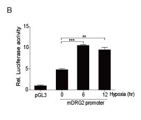 Activation of DRG2 promoter by hypoxic condition