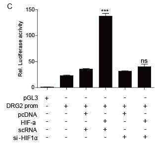 HIF-a is requiref for DRG2 induction in hypoxic condition