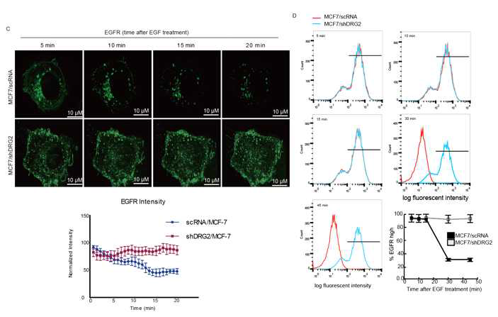 DRG2 depletion blocks the degradation of EGFR within the cells
