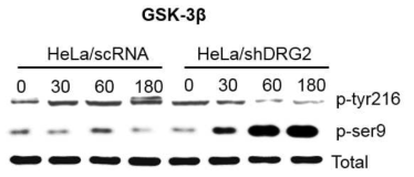 DRG2 depletion increases GSK3-b phophorylation