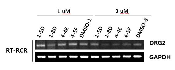 RT-PCR analysis for the effect of peptides on the DRG2 expression
