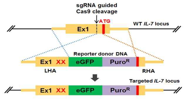 IL-7 발현을 eGFP로 리포팅하기 위한 전략. SgRNA (single guise RNA) 가 Cas9 단백질을 IL-7 locus에 오게 하여, Cas9이 DNA double strand break를 유도함. 이는 homologous recombination (HR) 효율을 크게 증가시켜 donor DNA (LHA-eGFP-PuroR-RHA) 의 리포터 부분이 해당 위치에 삽입되는 결과를 도출함. eGFP, reporter gene; PuroR, HR 일어난 세포 선택을 위한 항생제 저항성 부여유전자