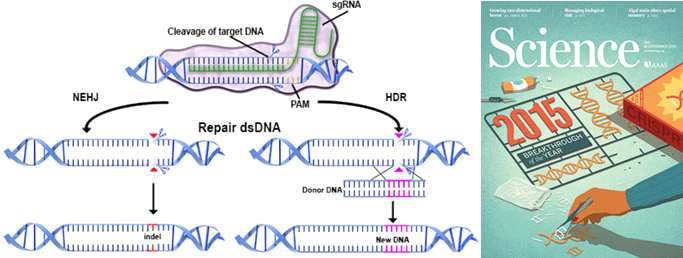 CRISPR/Cas9을 활용한 게놈 편집 모식도 (왼쪽)와 2015년 Science지가 CRISPR/Cas9 게놈 편집 기술을 “Breakthrough of the year”로 선정 (오른쪽). PAM 염기 서열과 single guide RNA (sgRNA) 안내에 따라 Cas9 단백질은 타겟 위치 부근에 dsDNA break를 유도함. 이후 복원 과정에 NHEJ (non-homologous end-joining)에 의한 insertion/deletion mutation 유도, HDR (homology-directed repair)에 의한 DNA 삽입 등 게놈 편집 가능. Adapted from Advanced Analytical Technologies website (왼쪽)