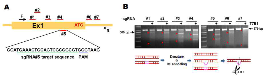 IL-7 locus 를 타겟하는 최적의 sgRNA 선별 과정. A. sgRNA 타겟 위치 및 선별한 sgRNA#5 염기 서열; B, 각각의 sgRNA로 타겟팅한 genomic DNA를 T7E1 로 분석한 결과. +, T7E1 효소 첨가