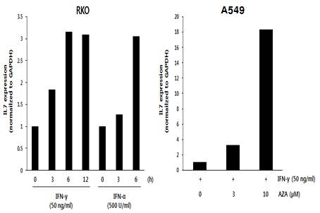 Colon, lung 유래 세포주에서 IFN (혹은 DNA methyltransferase inhibitor) 처리에 의한 IL-7 발현 증가. Colon 유래 세포주인 RKO 세포에 type I IFN인 IFN-α, type II IFN인 IFN-γ를 처리한 후 각 시간대에 세포를 harvest. RNA 추출 후 human IL-7 primer를 사용하여 qRT-PCR 수행한 결과 (왼쪽). Lung 유래 세포주인 A549 세포에는 DNA methyltransferase inhibitor인 AZA를 2일 동안 처리하고 3일째에 IFN-γ을 처리, 4일째에 세포를 harvest. RNA 추출 후 human IL-7 primer를 사용하여 qRT-PCR 수행한 결과 (오른쪽)