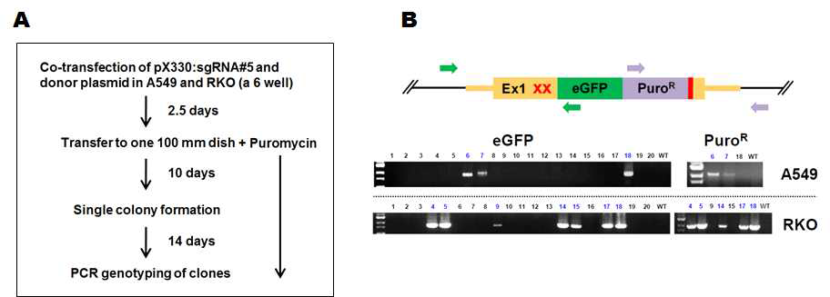 IL-7 eGFP 리포터 세포주를 구축하기 위한 과정 (A) 및 정확한 리포팅을 DNA 수준에서 확인한 결과 (B). (B) 위, DNA 도식; 아래, PCR 결과 gel image