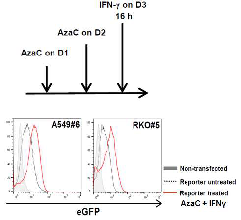 구축된 IL-7 리포터 세포주 clone (A549#6, RKO#5)이 IL-7 발현을 eGFP로 잘 리포팅할 수 있음을 보이는 FACS 결과. 위, 리포터 세포주에 처리하는 조건; 아래, eGFP 신호 FACS 분석 결과. 적절한 IL-7 eGFP reporter cell lines의 선별을 위하여, transfection 하지 않은 세포 (A549, RKO)와 reporter cell (A549#6, RKO#5)에 아무것도 처리하지 않거나 IFN-γ(16 h) / AzaC (2 days) 처리함. 그 후 eGFP 신호를 FACS로 분석함