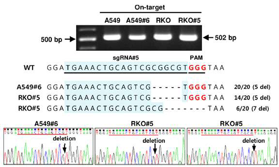 On-target site의 DNA 변이 분석 결과. 위, 타겟 영역 PCR 생성물; 중간, DNA 변이 타입과 발견 횟수 (20개 clone 중); 아래, 변이 sequence chromatogram
