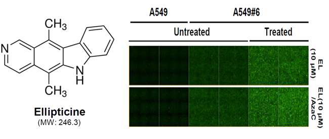 Ellipticine (EL) 의 eGFP 유도 검증. EL의 화학 구조 (왼쪽), A549 또는 A549#6 세포에 ellipticine (10 uM, EL)만 16h 동안 처리하거나, 이틀 동안 AzaC 처리 후 EL 16h 처리 한 후, 관찰한 eGFP 이미지 (오른쪽)