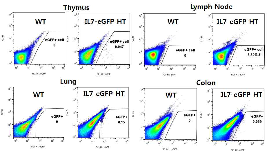 조직별 eGFP+ (IL-7 발현) 세포 비율 FACS 분석. WT, 정상 마우스; IL-7-eGFP HT, IL-7 발현 eGFP로 report하는 IL-7-eGFP heterozygote 마우스