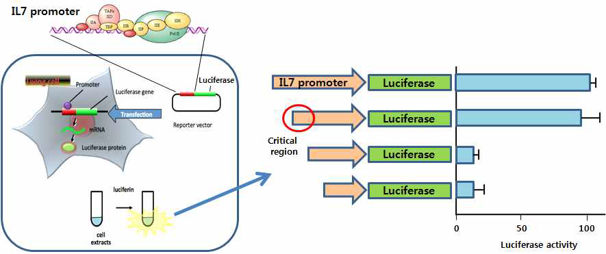 Promoter deletion construct를 사용한 luciferase reporter assay로 cis-인자 screening하는 방법의 도식도