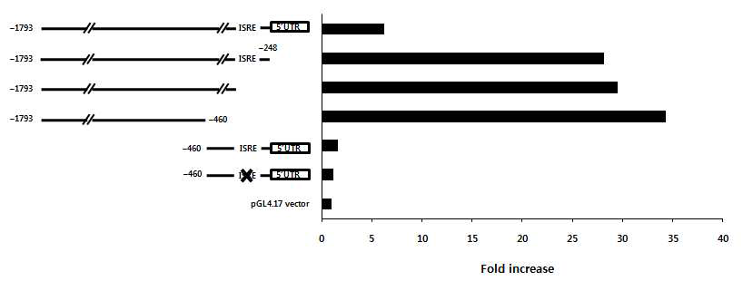 Mouse IL-7 promoter 3′ deletion constructs를 사용한 IL-7 발현 조절 관련 기존 보고의 재확인 및 새 발견. Translation start site부터 -1793을 포함하는 promoter region에서 5‘UTR, ISRE, 그리고 나머지 region을 deletion시키고 pGL4.17 vector에 cloning한 후 CMT-93 세포에 transfection, luciferase reporter assay 수행한 결과