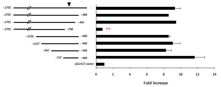 새로운 mouse IL-7 발현 조절 cis-인자를 promoter deletion을 통해 screening. Mouse IL-7 promoter를 5‘과 3’ 양 방향으로 deletion시키고 pGL4.17 vector에 cloning한 후, CMT-93 세포에 transfection, luciferase reporter assay 수행한 결과