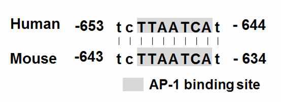 Mouse와 human에서 완벽하게 보존되어 있는 AP-1 binding site sequence region