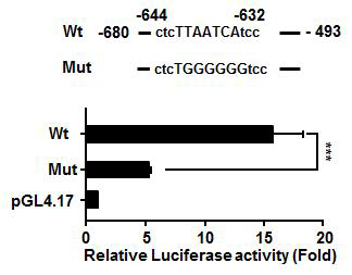 예측된 AP-1 binding site가 실제로 promoter로서 중요한 기능을 하는 지 확인하기 위하여 mutation construct를 제작하여 luciferase assay를 수행한 결과