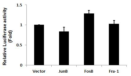 AP-1 단백질인 JunB, FosB, Fra-1을 과발현하는 plasmid 와 IL-7 promoter –680 ~ -493 reporter construct를 CMT93 세포에 co-transfection하여 luciferase activity를 측정한 결과